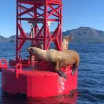 Zodiac Fast Boat Adventure - FAQs