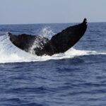 Zodiac Raft Whale Watching Adventure - An In-Depth Look at the Zodiac Raft Whale Watching Adventure