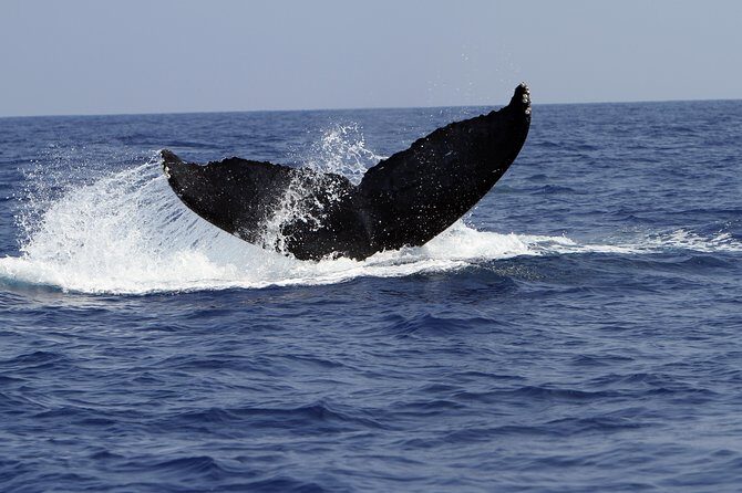 Zodiac Raft Whale Watching Adventure - An In-Depth Look at the Zodiac Raft Whale Watching Adventure