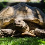 Zoo al Maglio: 1-Day Ticket for the Jungle of Ticino - Who Should Visit?