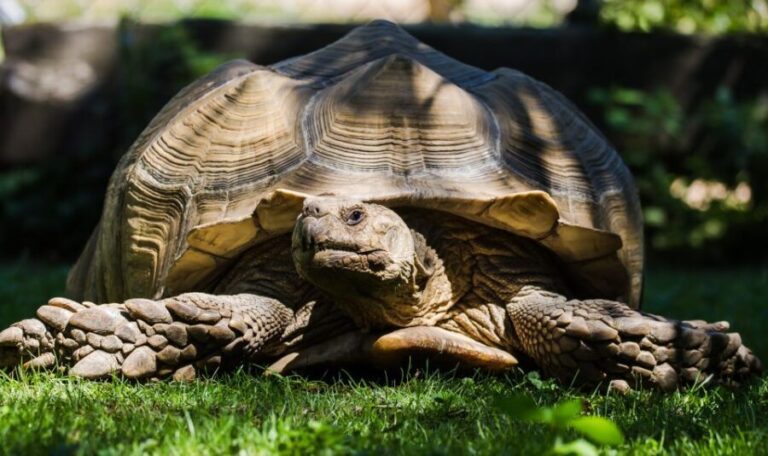 Zoo al Maglio: 1-Day Ticket for the Jungle of Ticino - Who Should Visit?