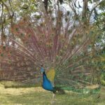 Zoological and Forestry Park Admission Ticket - Final Thoughts on the Zoological and Forestry Park Admission Ticket