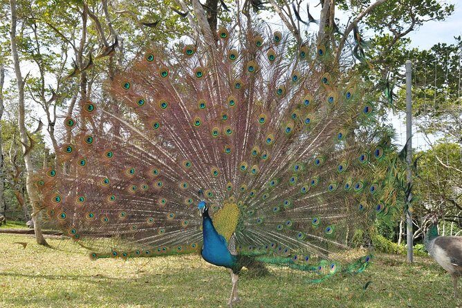Zoological and Forestry Park Admission Ticket - Final Thoughts on the Zoological and Forestry Park Admission Ticket