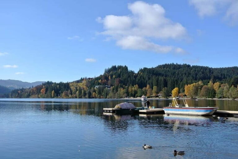 Zürich/Lucerne: Rhine Falls, Titisee & Black Forest Day Trip - What Travelers are Saying