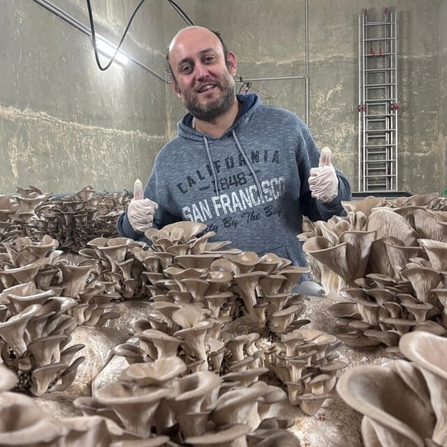 Zurich's best-kept secret: the hidden world of mushrooms! - FAQ