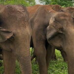 04 Hours Safari Jeep Tours - Final Thoughts: Who Is This Tour Best For?