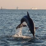 1.5-hour Dolphin Sightseeing Cruise from Tampa - A Detailed Look at the Experience