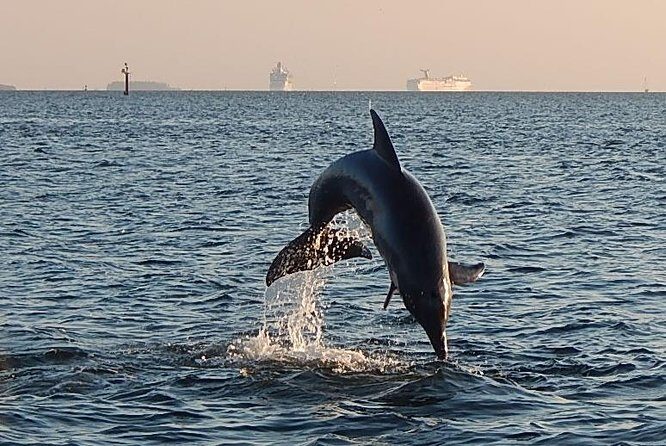 1.5-hour Dolphin Sightseeing Cruise from Tampa - A Detailed Look at the Experience