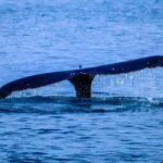 1.5 -Hour Guided Whale and Marine Life Tour - What Travelers Say: Authentic Opinions