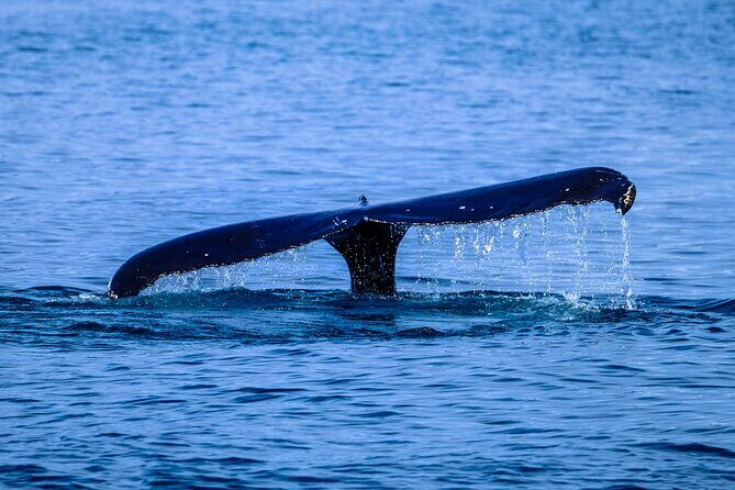1.5 -Hour Guided Whale and Marine Life Tour - What Travelers Say: Authentic Opinions