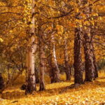 1 day Ala-Archa gorge tour - Why This Tour is Worth It