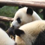 1-Day Chengdu Layover Tour: Panda Base, city central with Round Airport Transfer - Why This Tour Works for Travelers