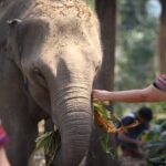 1 Day Eco Elephant Excursion - The Itinerary Breakdown
