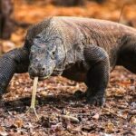 1 Day Komodo Trip by Private Fast Boat - Who Is This Tour Best For?