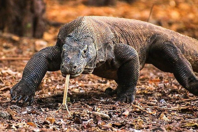 1 Day Komodo Trip by Private Fast Boat - Who Is This Tour Best For?