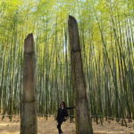 1 Day Private Busan Guided Tour - Authentic Experiences and Personal Touches