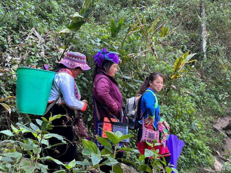 1 Day Sapa Trek&Home-cooked Lunch HmongSisterHouse&Trekking - In-Depth Review of the Sapa Trek & Home-Cooked Lunch Tour