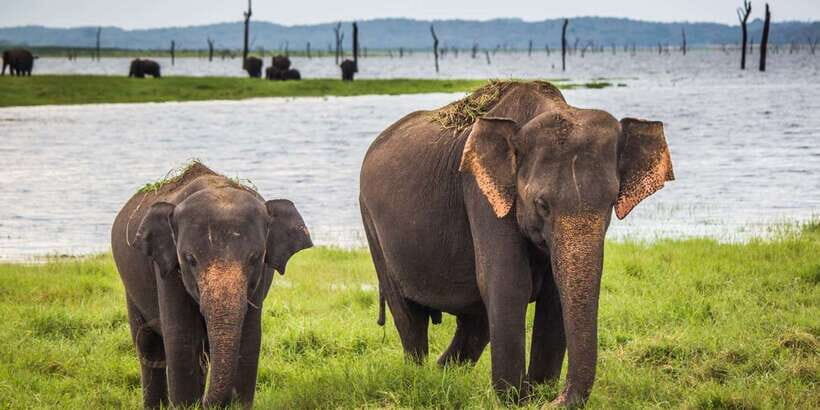 1-Day Tour of Both Yala and Udawalawe National Parks - The Authenticity of the Experience: What Real Travelers Say