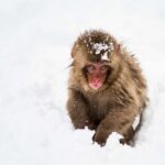 1 Day Tour: Snow Monkeys & Snow Fun in Shiga Kogen - Lunch: Local Flavors with a View