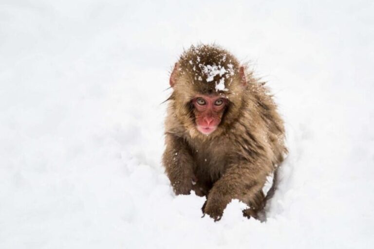 1 Day Tour: Snow Monkeys & Snow Fun in Shiga Kogen - Lunch: Local Flavors with a View
