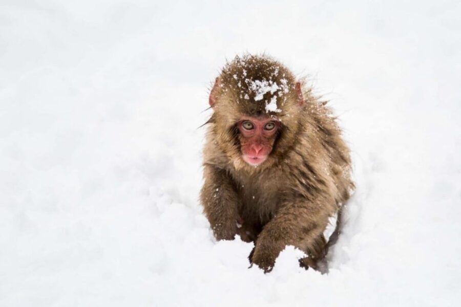 1 Day Tour: Snow Monkeys & Snow Fun in Shiga Kogen - Lunch: Local Flavors with a View
