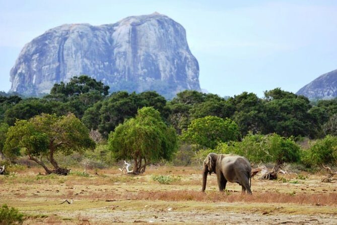 1 Day tour to Yala National Park or Udawalawe National Park - Detailed Review of the Yala and Udawalawe Safari Tour