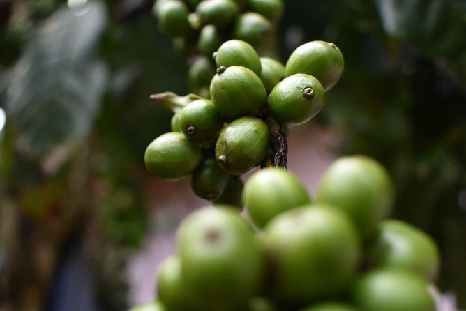 1 Day VIP Private DALAT COUNTRYSIDE TOUR( PRIVATE CAR/ MOTORBIKE) - Who Should Consider This Tour?