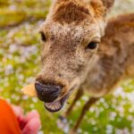 1-Day Walking Tour in Nara: Palace, Deer and Inkstick - A Full Journey Through Nara’s Treasures