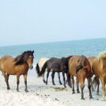 1-Hour Private Party Assateague Island Pony Cruise in Ocean City - Why Choose This Tour?