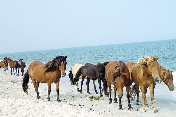 1-Hour Private Party Assateague Island Pony Cruise in Ocean City - Why Choose This Tour?