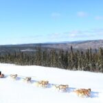 1 hour Winter Dog Sledding in Fairbanks - Final Thoughts: Is It Worth It?