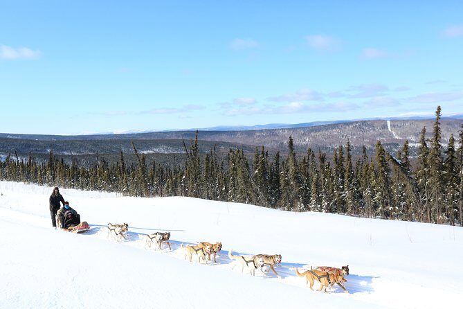1 hour Winter Dog Sledding in Fairbanks - Final Thoughts: Is It Worth It?