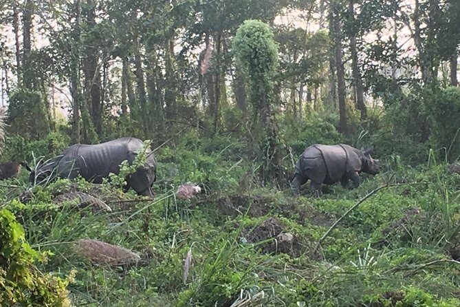 1 Night 2 Days Chitwan Jungle Safari Tour from Kathmandu - What Do Travelers Say?