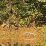 1 Night 2 Days Chitwan Jungle Safari Tour from Pokhara or Kathmandu - Who Should Consider This Tour?