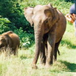 10-Day Tour in Galle, Yala, Ella, & Sigiriya with Train Ride - FAQ