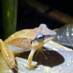 10 Days Birding Photo tour from Andes to Amazon of Ecuador - Final Thoughts: Is It Worth the Price?