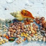 10K Islands Private Shelling Tour - The Sum Up: Who Should Consider This Tour?