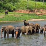 12 Days Tour Grand Discovery of Sri Lanka - Who This Tour Suits Best