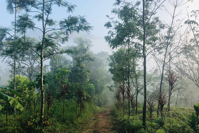 12 Hours Private Munnar Tour from Kochi - What This Tour Offers in Terms of Value and Authenticity