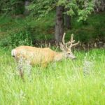 16 Days Premium Tour in Western Canada and Vancouver Island - Final Thoughts