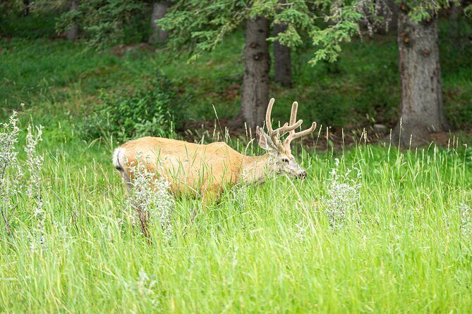 16 Days Premium Tour in Western Canada and Vancouver Island - Final Thoughts