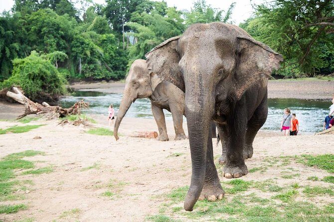 2 day 1 night Elephant World Kanchanaburi from Bangkok - Who Should Consider This Tour?
