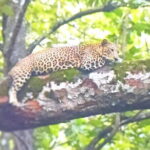 2 Day Bandipur Safari and Mysore Palace Tour - An In-Depth Look at the 2-Day Experience