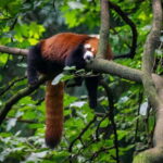 2-Day Chengdu Sanxingdui Ancient Wonders Tour - Practical Details and What to Expect