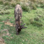 2-Day Ella Tour: Diyaluma Falls Horton Plains & Scenic Train - Detailed Breakdown of the 2-Day Tour