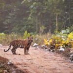 2 Day Jim Corbett National Park Tour From Delhi - A Detailed Look at the 2-Day Jim Corbett Tour