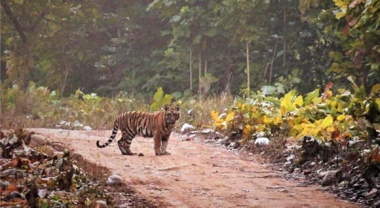 2 Day Jim Corbett National Park Tour From Delhi - A Detailed Look at the 2-Day Jim Corbett Tour