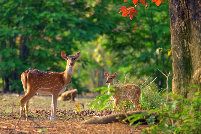 2 Day Jim corbett national park tour with 2 Safari - Who Should Consider This Tour?