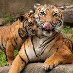 2-Day Jungle Safari with Sunrise view of Taj Mahal - Practicalities and What to Expect