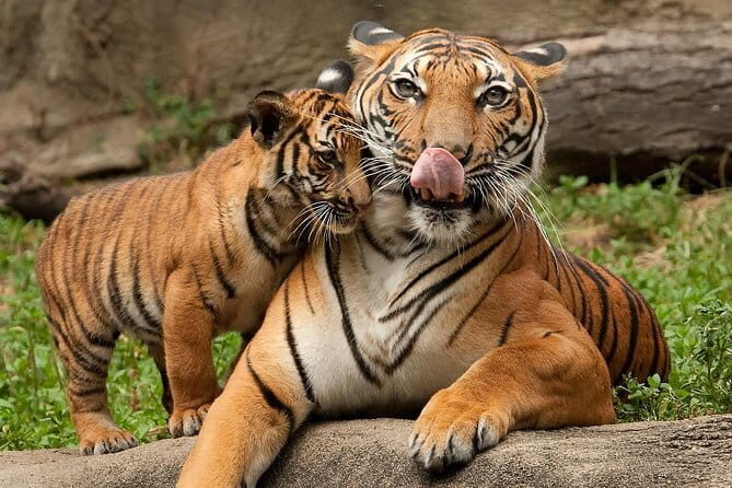 2-Day Jungle Safari with Sunrise view of Taj Mahal - Practicalities and What to Expect